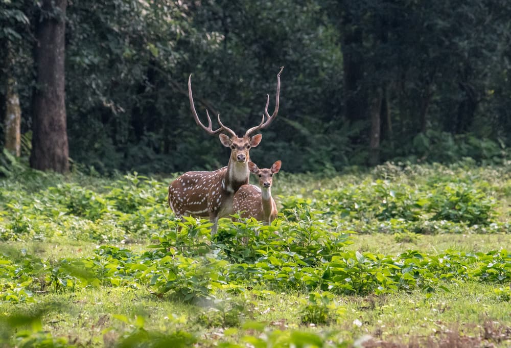 Parco nazionale di Chitwan