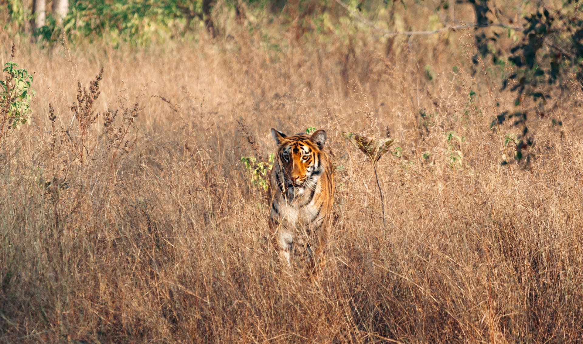 Bandhavgarh National Park